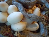 granite motley on eggs.jpg