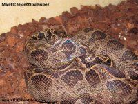 IMG_3522A.jpg