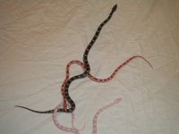 snakes pic 2.jpg