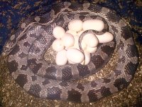 Noami%20and%20eggs.jpg