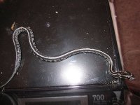 085mica1.jpg