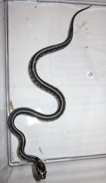 088mica1.jpg
