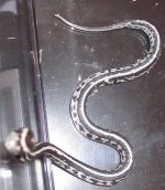 086mica1.jpg