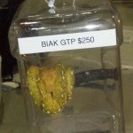 biakgtp.jpg