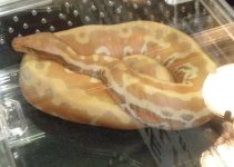 bloodpython.jpg