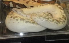 rarebloodpython.jpg