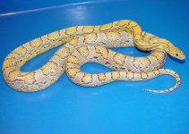 Collection golden 800 Okeetee Female#1.JPG