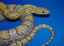 Collection Golden 800 Okeetee Female#1 Close True Color.JPG