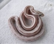 ultramel anery stripe2.jpg