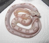 DSCN0236 (Medium).JPG