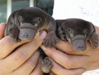 platypus.jpg