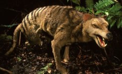 tasmanian-tiger.jpg