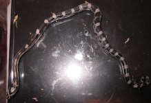 091mica11M.jpg
