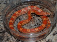 DSC_9159r.jpg