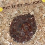 motleyblood.jpg