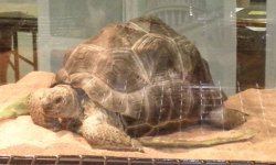 tort.jpg