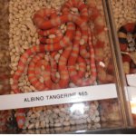 albinotang.jpg