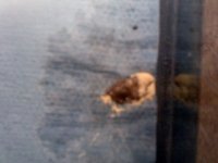 poop 2.jpg