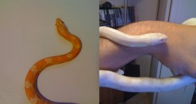 snakes.jpg