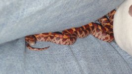 snakemay6b.jpg snakemay6b.jpg