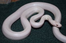 Pinkness.JPG