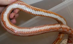 HypohetLavStripeBelly.JPG