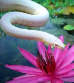 Pepper July 2009 007cr.jpg