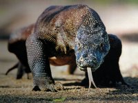 Komodo-Dragon.jpg