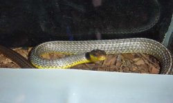 chironius 12 long.jpg