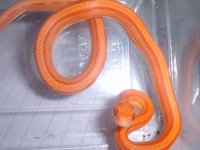 amelstripe240.jpg