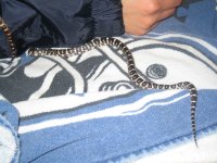 IMG_3774.jpg