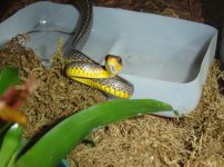 chironius 9 front small.jpg