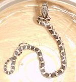 snake full body.jpg