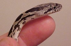 snake - head.jpg