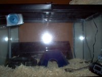 snake 002.jpg