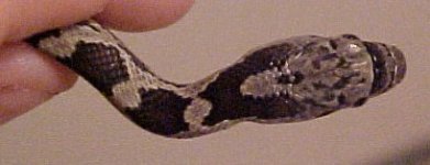 snake head top.jpg