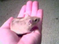 Digit.JPG