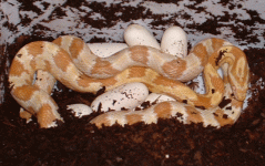 buttergelege2004.gif