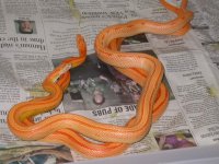 creamsicle stripe.jpg