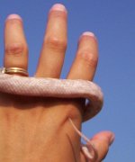 ring.jpg