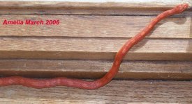 amelia0306wood.jpg