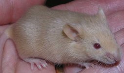weirdmousey.JPG