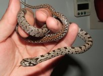 082906 bairdi female.JPG (7).JPG