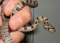 082906 bairdi female.JPG (16).JPG