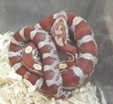 hypo crimson1.jpg