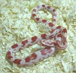 candy cane.jpg