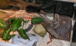 snake in cage1c.jpg