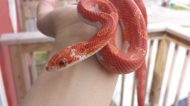 2013 Hypo Pied het anery 19Apr14.jpg