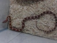 corn snake 04-16-13.jpg