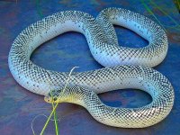 J9 October 2008 002wp-2.jpg